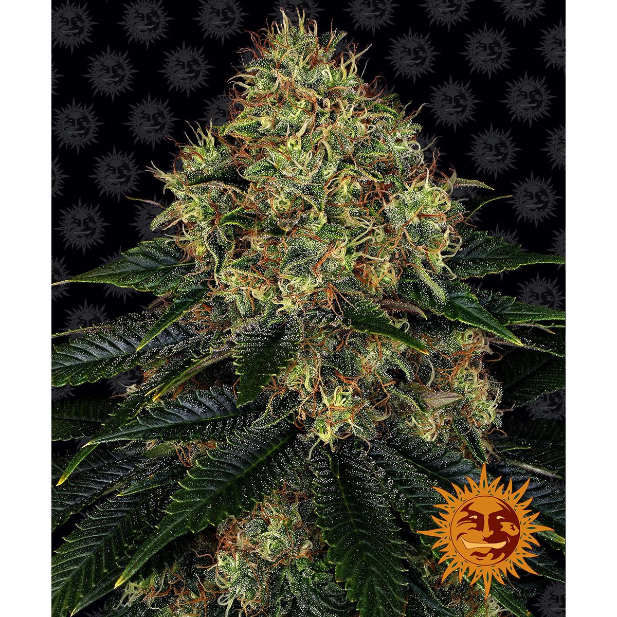 Barney's Farm 3BSOA Feminized Cannabis Seeds