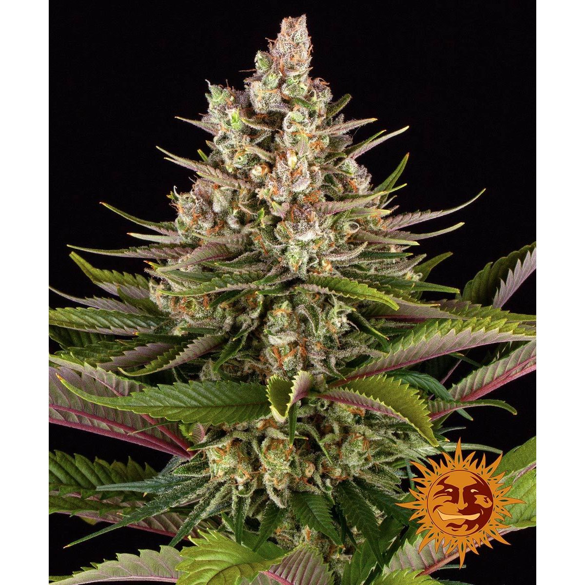 Barney's Farm Feminized Cannabis Seeds 3BSS