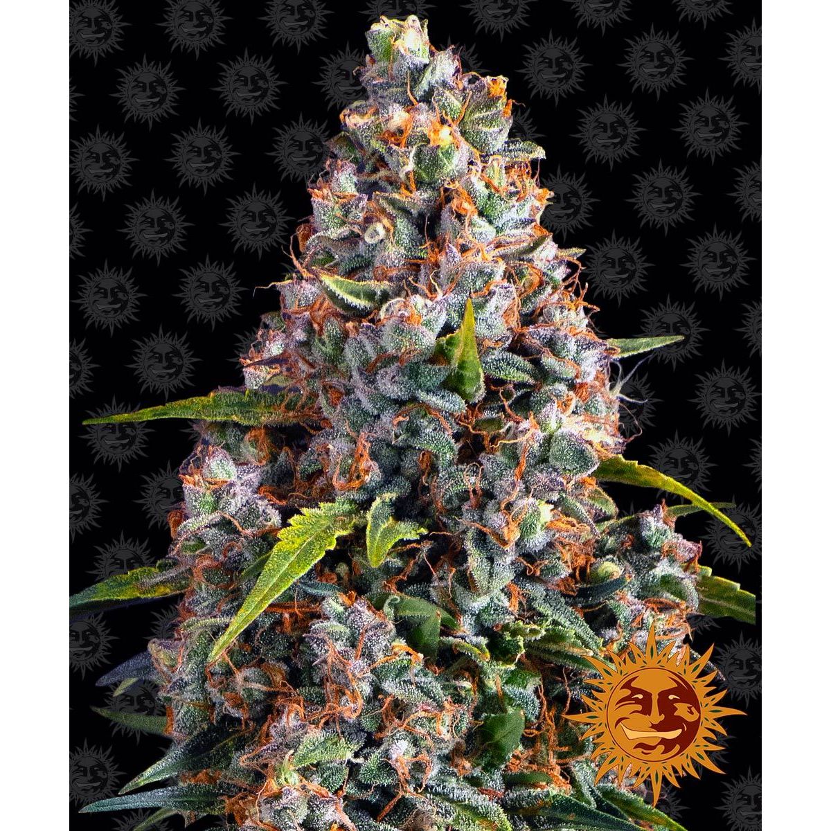 Barney's Farm feminizovaná semena konopí 5BSCA