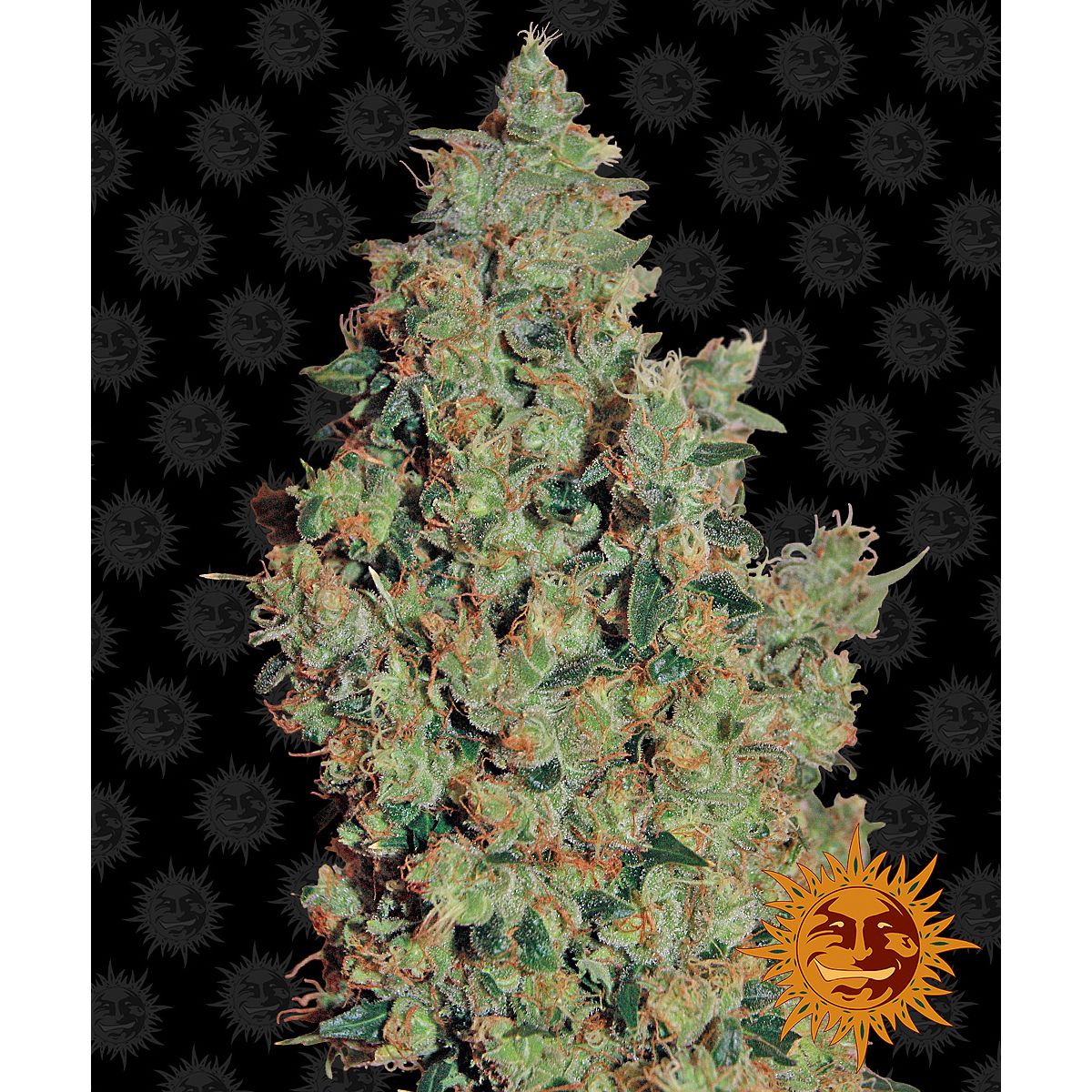 Barney's Farm 5BTD Feminized Cannabis Seeds