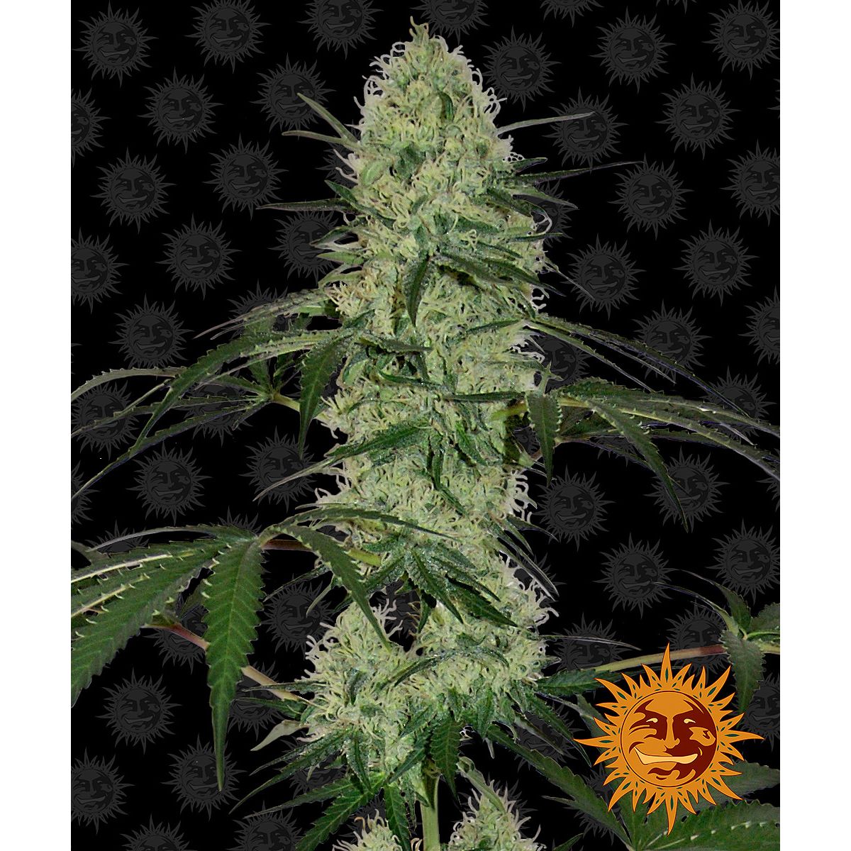 Barney's Farm 3BTDA Feminized Cannabis Seeds