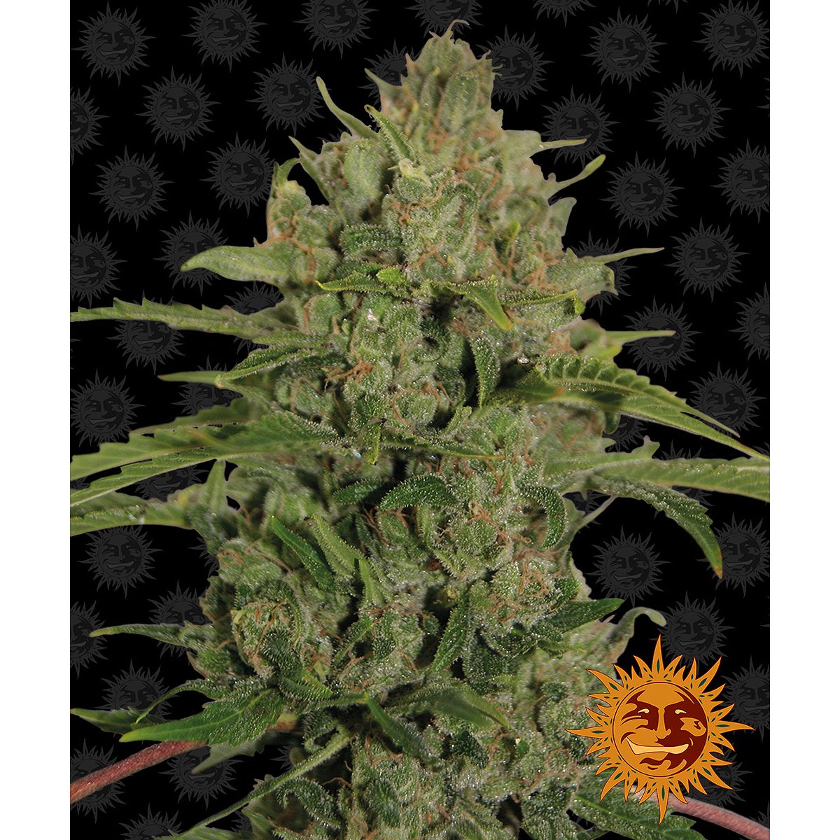 Barney's Farm 5BTC Feminizovaná semena konopí