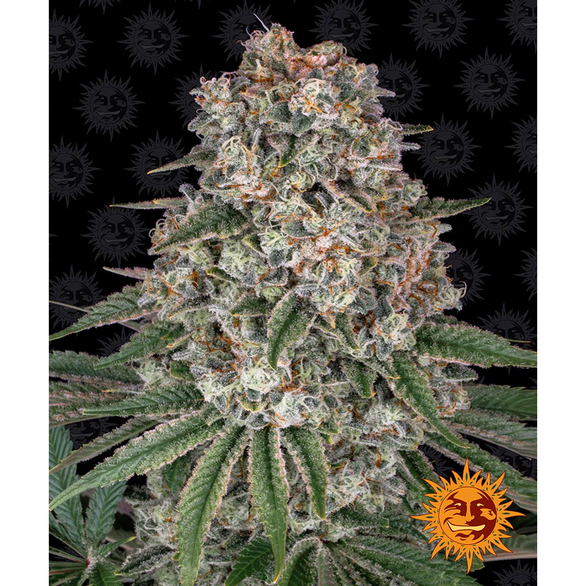 Barney's Farm 3BTB Feminized Cannabis Seeds
