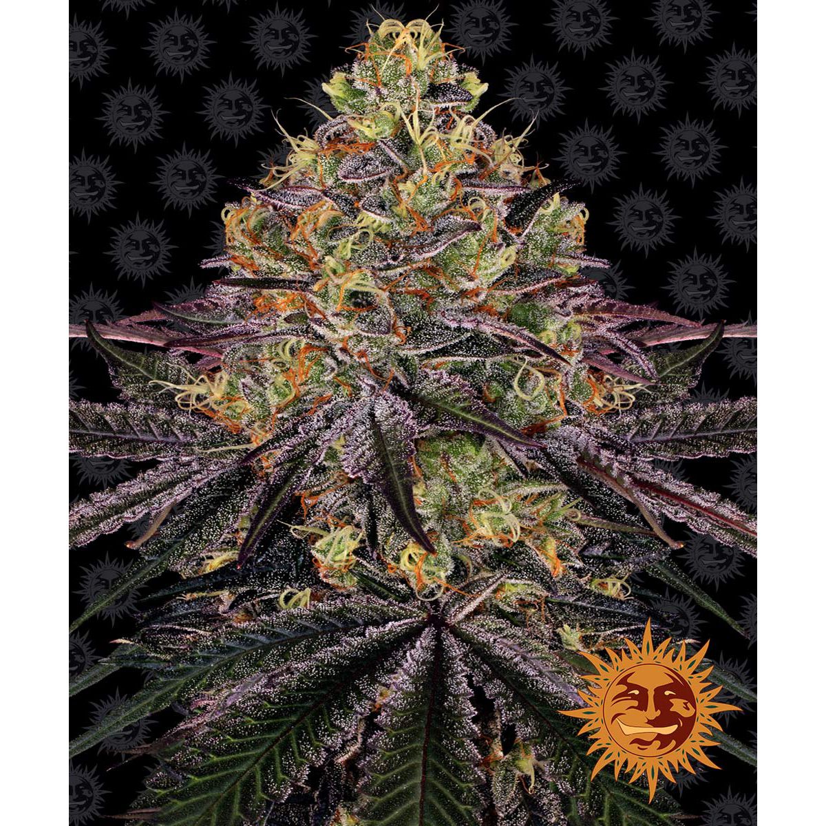 Barney's Farm Feminized Cannabis Seeds 3BWZ