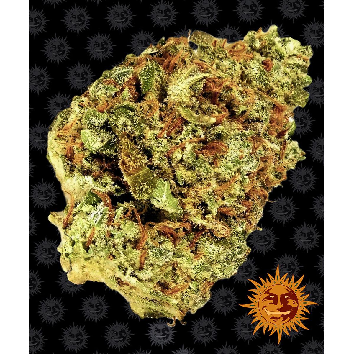 Barney's Farm Feminized Cannabis Seeds