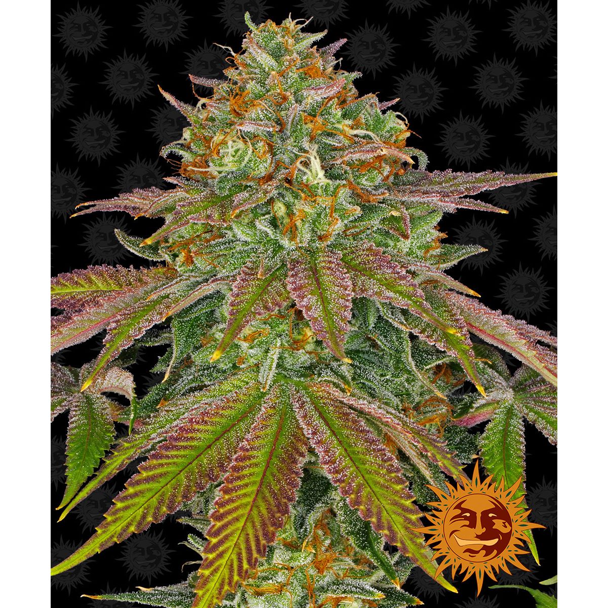 Barney's Farm 3BWC Feminized Cannabis Seeds