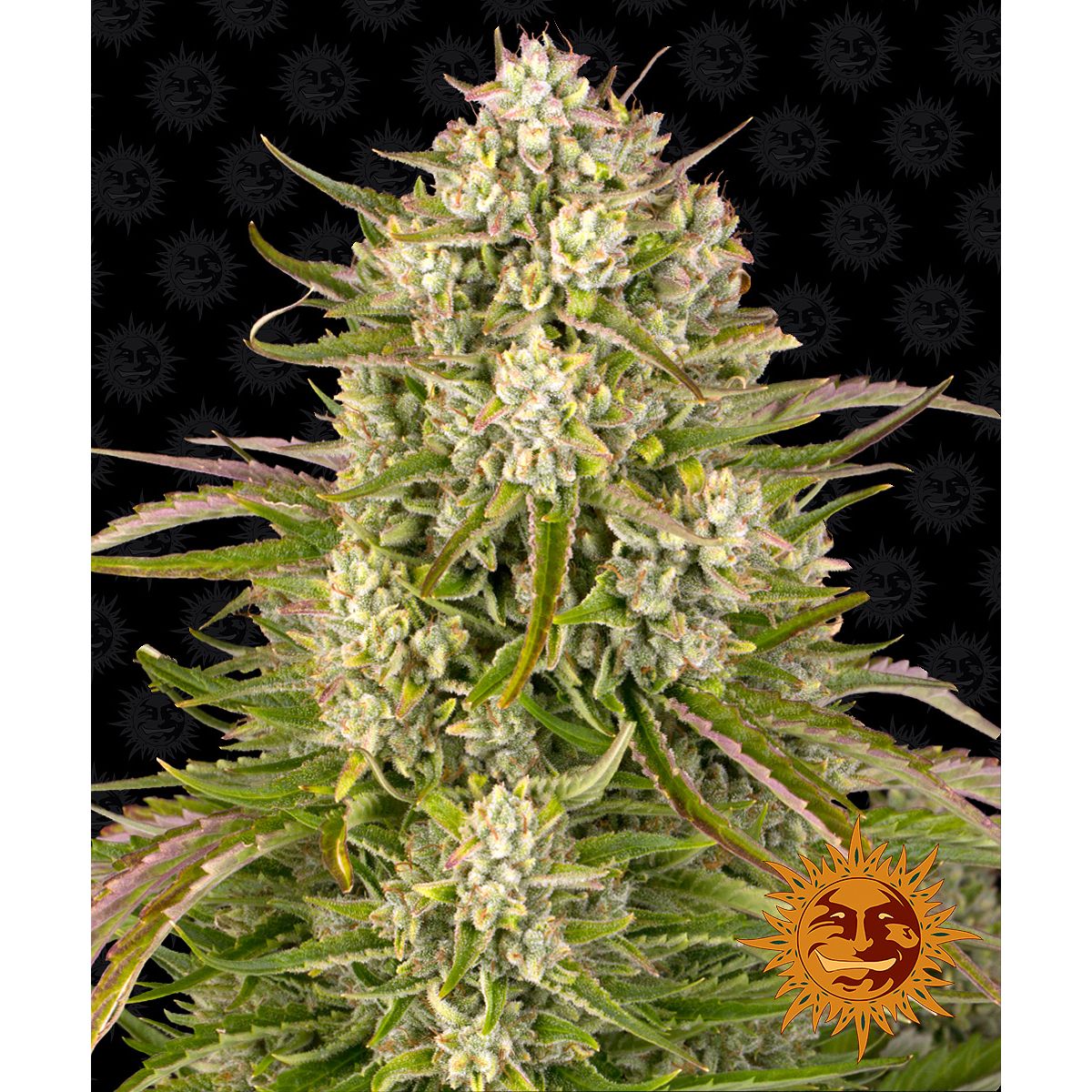 Barney's Farm Wedding Cake Auto - 5 Feminised Seeds