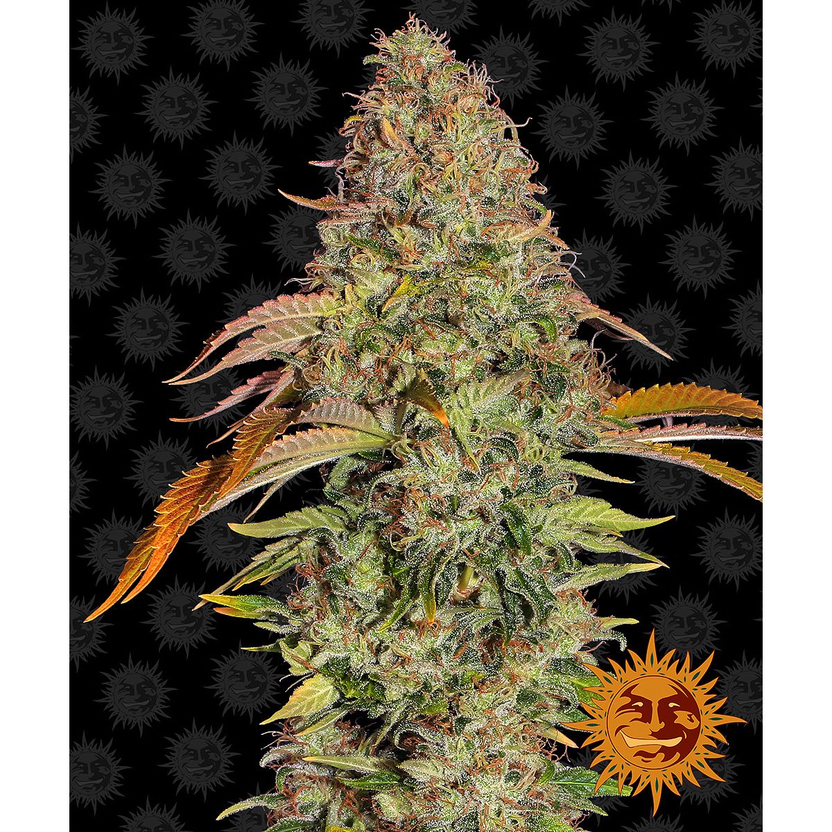 Barney's Farm 5BZOA Feminized Cannabis Seeds