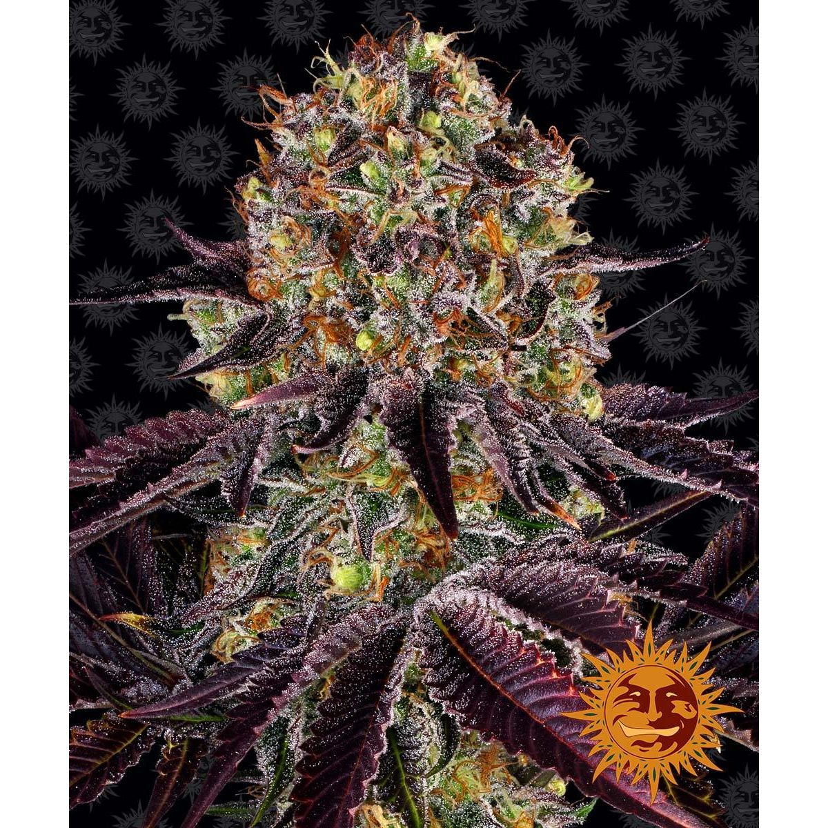 Barney's Farm 3BRL Feminized Cannabis Seeds