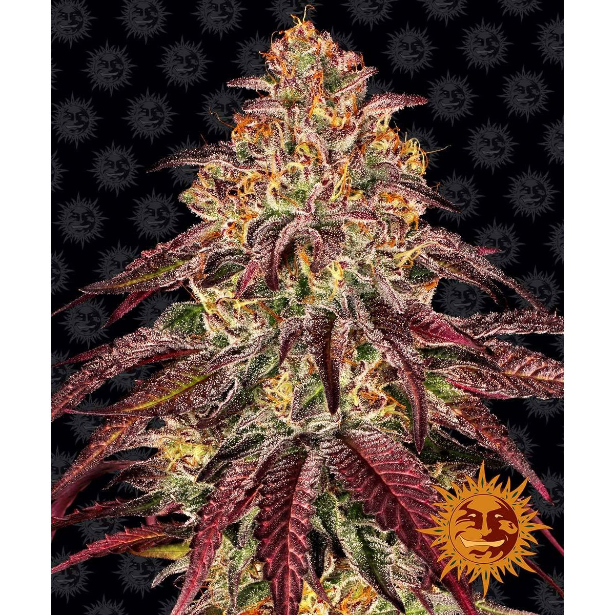 Barney's Farm 3BMOA Feminized Cannabis Seeds