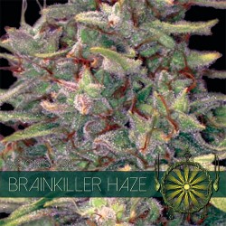 Vision Seeds Feminized Cannabis Seeds 3VBH