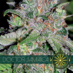 Vision Seeds 3VDJ Feminized Cannabis Seeds