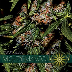 Vision Seeds Mighty Mango Feminized - 5 Seeds