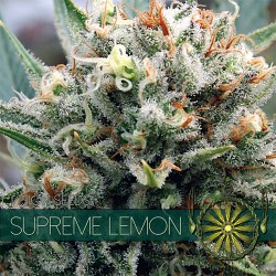 Vision Seeds 5VSL Feminized Cannabis Seeds