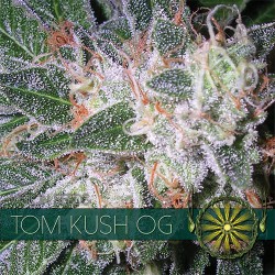 Vision Seeds 3VTKO Feminized Cannabis Seeds