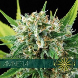 Vision Seeds 5VAMN Feminized Cannabis Seeds