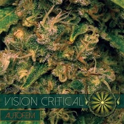 Vision Seeds 5VCRITICALA Feminised Cannabis Seeds