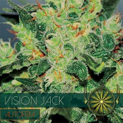 Vision Jack Autoflowering Feminized Seeds - 3 Seeds