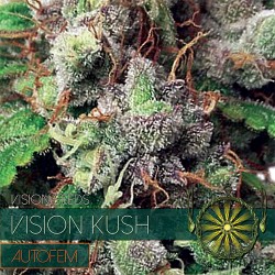 Vision Kush Auto Feminized Seeds - 5 Seeds Pack