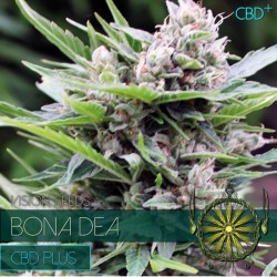 Vision Seeds 3VBONADEA Feminised Cannabis Seeds