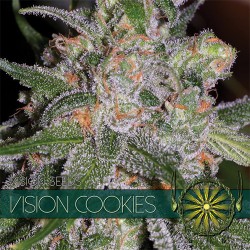 Vision Seeds 3VCOOKIES Feminized Cannabis Seeds
