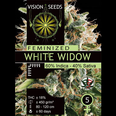 Vision Seeds Feminized Cannabis Seeds