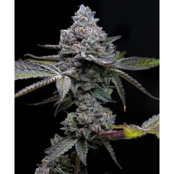 Barney's Farm 3BAF Feminized Cannabis Seeds