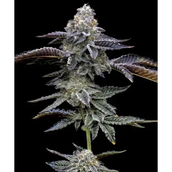 Barney's Farm 3BBD Feminized Cannabis Seeds