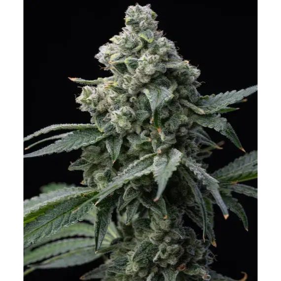 Barney's Farm 3BBB Feminized Cannabis Seeds