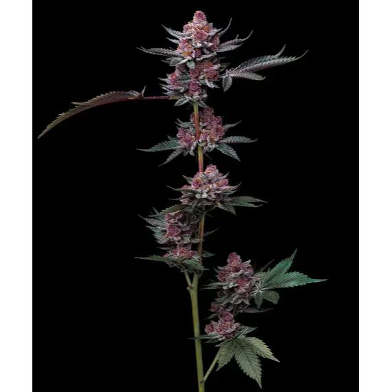 Barney's Farm 3BCHP Feminized Cannabis Seeds