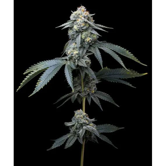 Barney's Farm 3BJS Feminized Cannabis Seeds