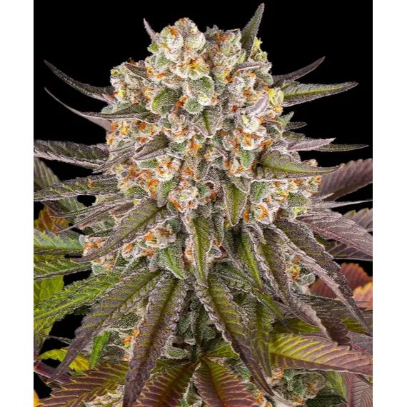 Barney's Farm 3BLC Feminized Cannabis Seeds