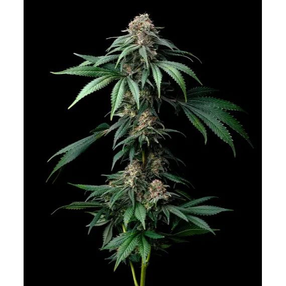Barney's Farm 3BMB Feminized Cannabis Seeds