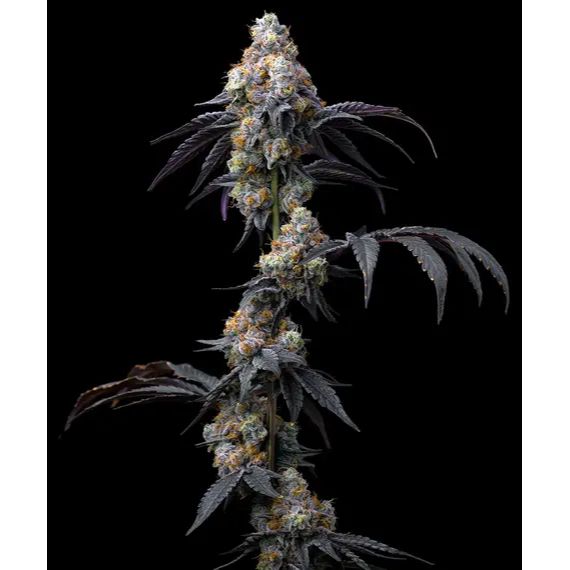 Barney's Farm 3BRS Feminized Cannabis Seeds