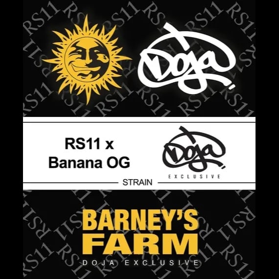 Barney's Farm 3BRBOG Feminised Cannabis Seeds