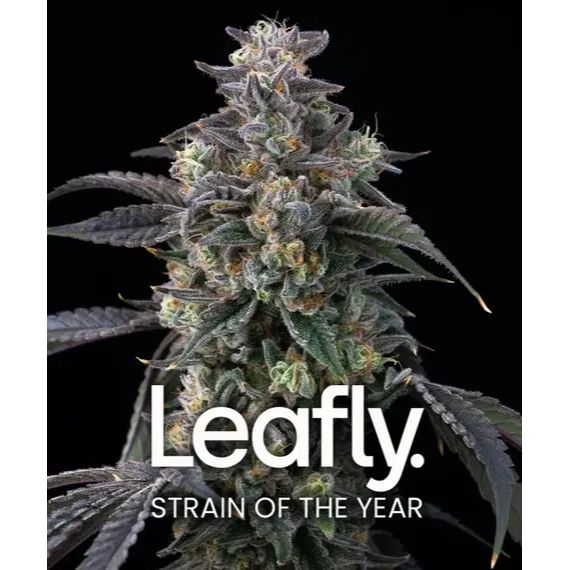 Barney's Farm 3BSUB Feminized Cannabis Seeds
