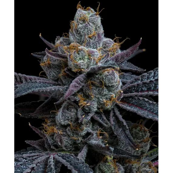 Barney's Farm White Runtz - 3 Feminised Seeds