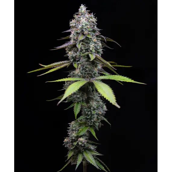 Barney's Farm 3BZP Feminized Cannabis Seeds