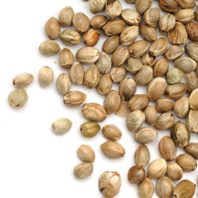 BULK-OZ Feminized Cannabis Seeds