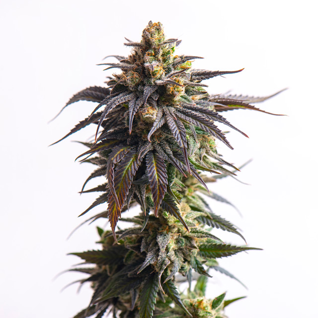 Vision Seeds 3VBISA Feminised Cannabis Seeds