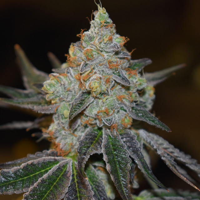 Vision Seeds 3VMIA Feminized Cannabis Seeds