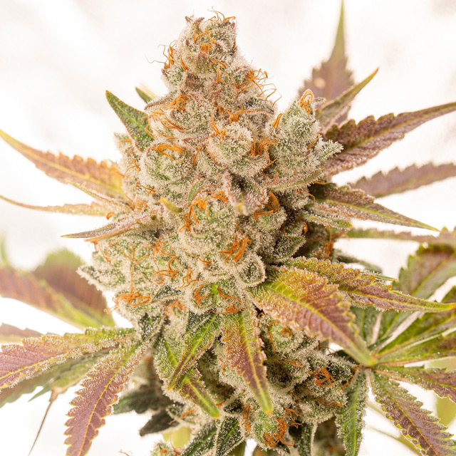 Vision Seeds Orange Sherbert AutoFem Feminized - 3 Seeds
