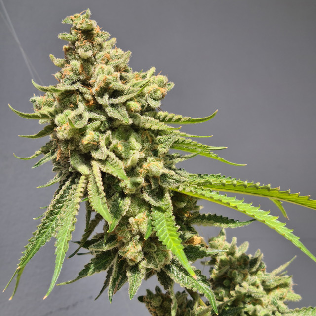 Vision Seeds 3VSHA Feminized Cannabis Seeds