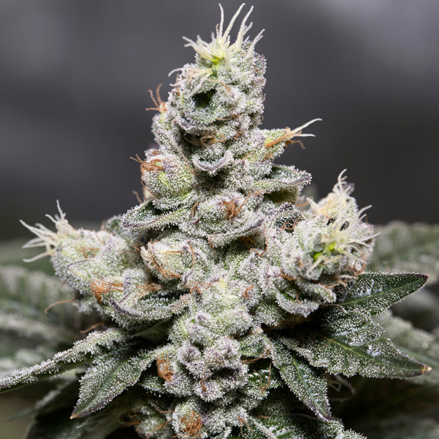 Vision Seeds 3VZA Feminized Cannabis Seeds