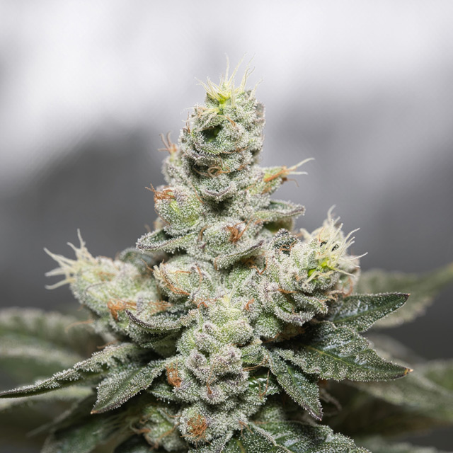 Vision Seeds 3VBC-OG Feminised Cannabis Seeds
