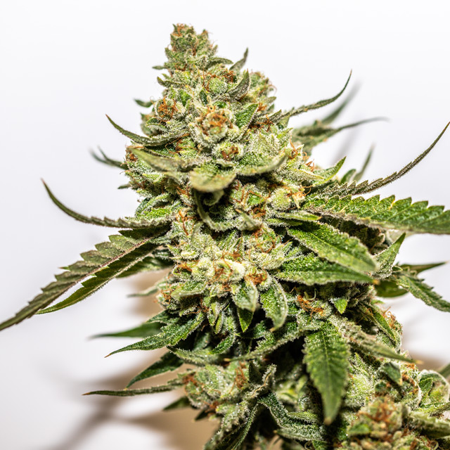 Vision Seeds 3VCM-OG Feminised Cannabis Seeds
