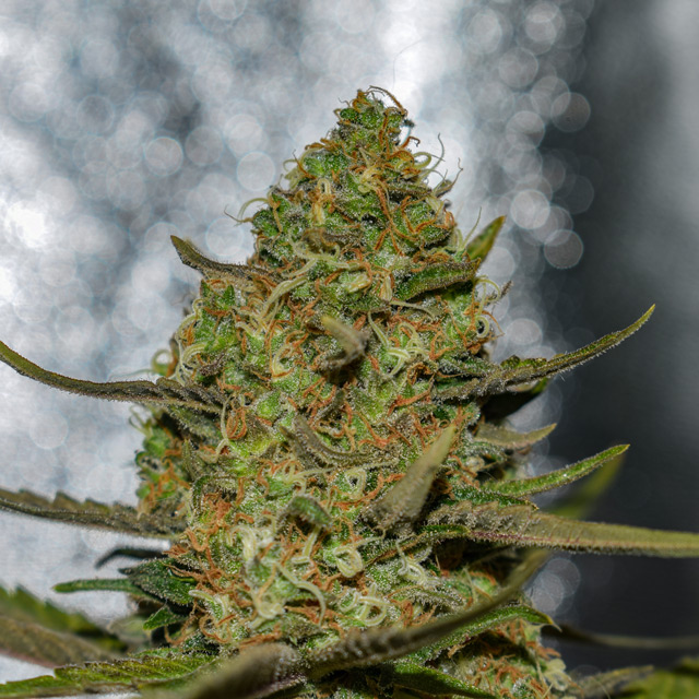 Vision Seeds Forbidden Fruit x Spritzer Feminized - 3 Seeds