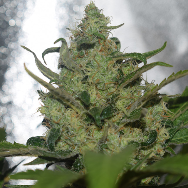 Vision Seeds 3VG Feminized Cannabis Seeds