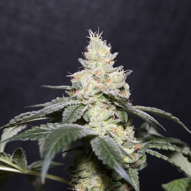 Vision Seeds 3VGP Feminized Cannabis Seeds