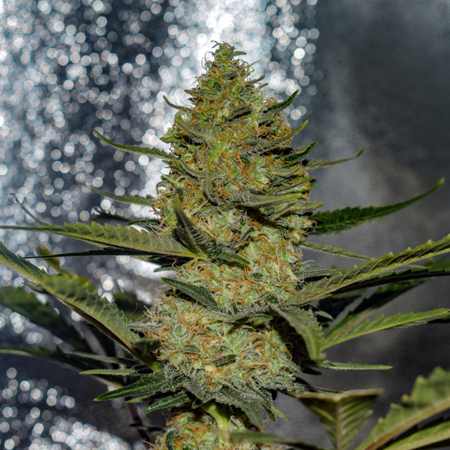 Vision Seeds Feminized Cannabis Seeds 3VGUS